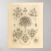  Flagellata-kleur Ernst Haeckel afdrukken Poster (Voorkant)