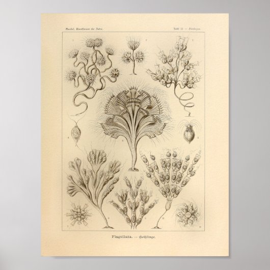 Flagellata-kleur Ernst Haeckel afdrukken Poster (Voorkant)