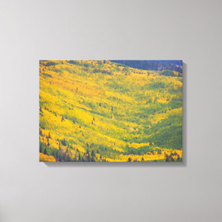 Flagstaff Arizona Aspens Canvas Afdruk