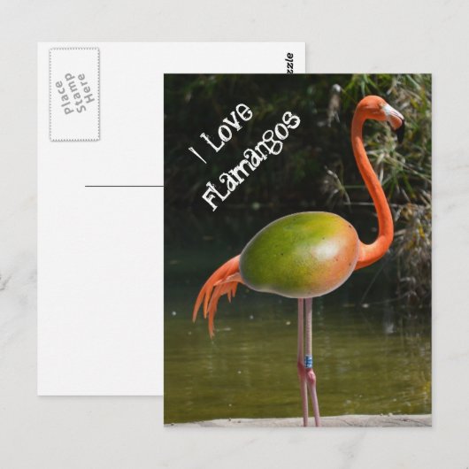 Flamango Briefkaart (Voorkant / Achterkant)