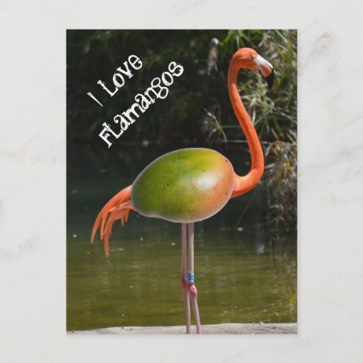 Flamango Briefkaart (Voorkant)