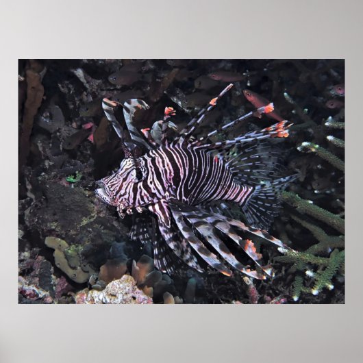 Flambouyant Lionfish Poster (Voorkant)