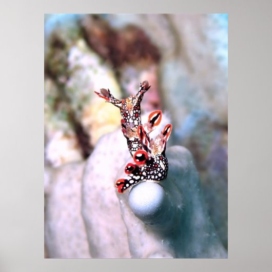 Flambouyant Nudi Poster (Voorkant)