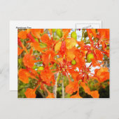 Flamboyan-boombloemen (CloseUp) Briefkaart (Voorkant / Achterkant)