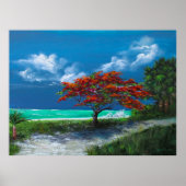 Flamboyan Tree, Caribisch gebied, Puerto Rico Poster (Voorkant)
