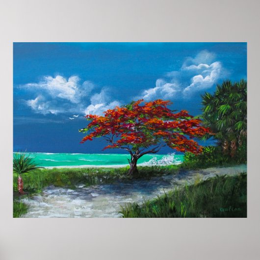 Flamboyan Tree, Caribisch gebied, Puerto Rico Poster (Voorkant)