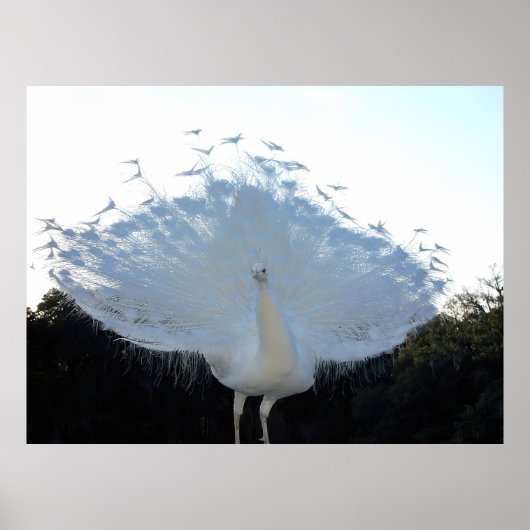 Flamboyant Albino Peacock Poster (Voorkant)