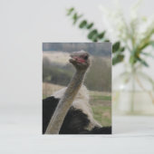 Flamboyant Ostrich Briefkaart (Staand voorkant)