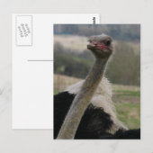 Flamboyant Ostrich Briefkaart (Voorkant / Achterkant)