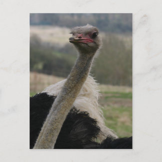 Flamboyant Ostrich Briefkaart