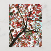 Flamboyant Royal Poinciana Flame Tree Fotografisch Briefkaart (Voorkant)