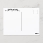 Flamboyant Royal Poinciana Flame Tree Fotografisch Briefkaart (Achterkant)