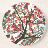 Flamboyant Royal Poinciana Flame Tree Stone Zandsteen Onderzetter (Voorkant)