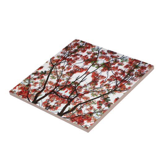 Flamboyant Royal Pooverana Tree Tegeltje (Zijkant)