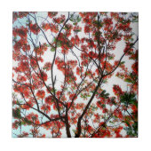 Flamboyant Royal Pooverana Tree Tegeltje (Voorkant)
