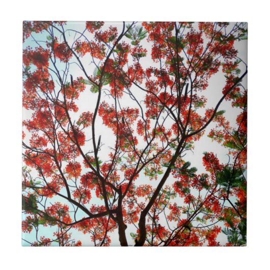 Flamboyant Royal Pooverana Tree Tegeltje (Voorkant)