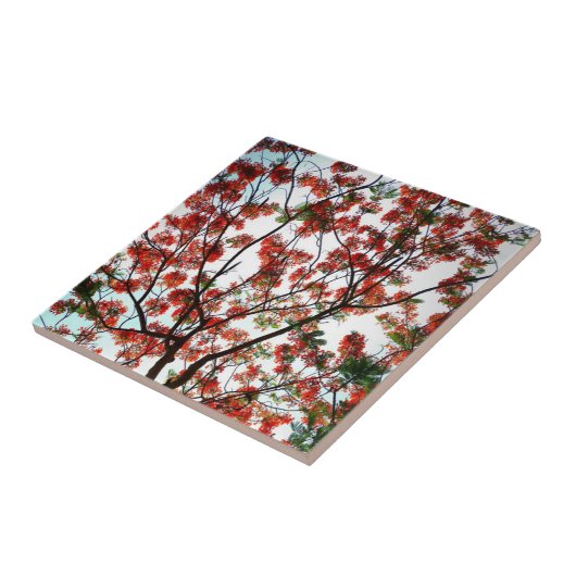 Flamboyant Royal Pooverana Tree Tegeltje (Zijkant)
