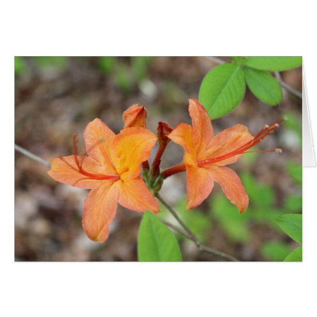 Flame Azalea (Voorkant Horizontaal)