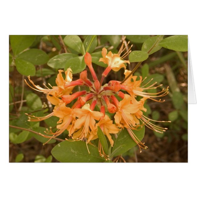 Flame Azalea (Voorkant Horizontaal)