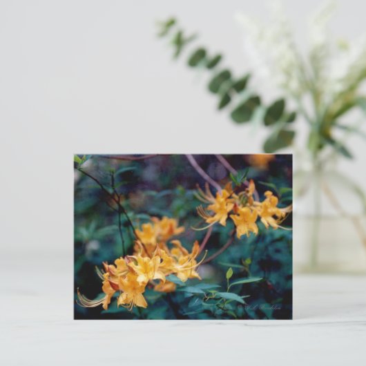 Flame Azalea Briefkaart (Staand voorkant)