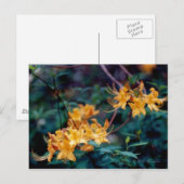 Flame Azalea Briefkaart (Voorkant / Achterkant)