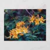Flame Azalea Briefkaart (Voorkant)