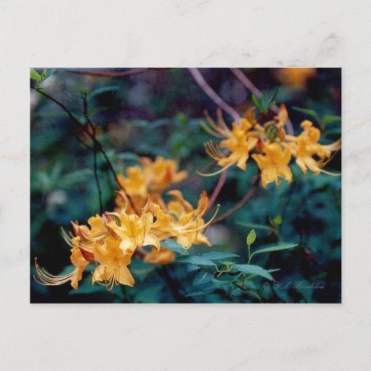 Flame Azalea Briefkaart (Voorkant)