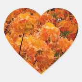 Flame Azalea Flowers Hart Sticker (Voorkant)