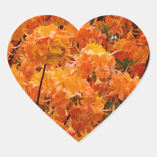 Flame Azalea Flowers Hart Sticker (Voorkant)