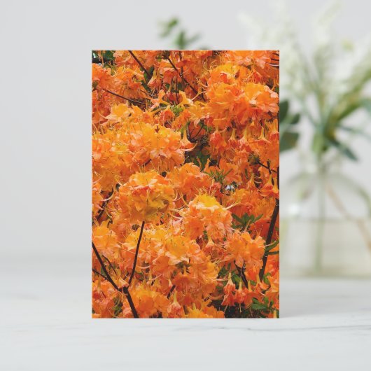Flame Azalea Flowers Kaart (Staand voorkant)