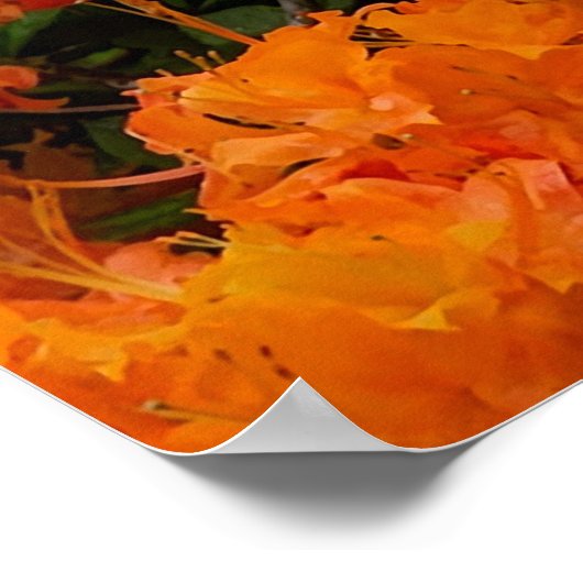 Flame Azalea Flowers Poster (Hoek)
