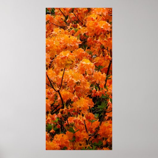 Flame Azalea Flowers Poster (Voorkant)