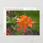 Flame Azalea Spring Post Card Briefkaart (Voorkant / Achterkant)