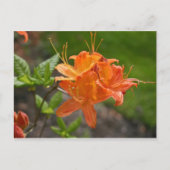 Flame Azalea Spring Post Card Briefkaart (Voorkant)