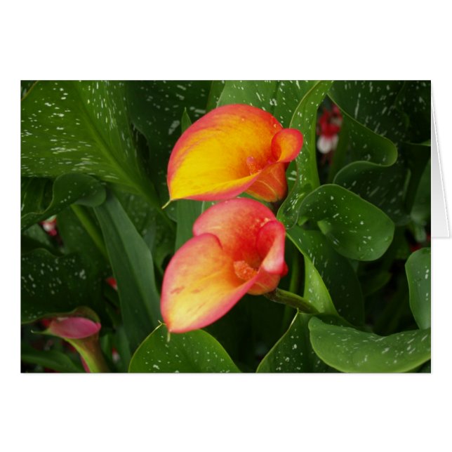 Flame Calla. (Voorkant Horizontaal)