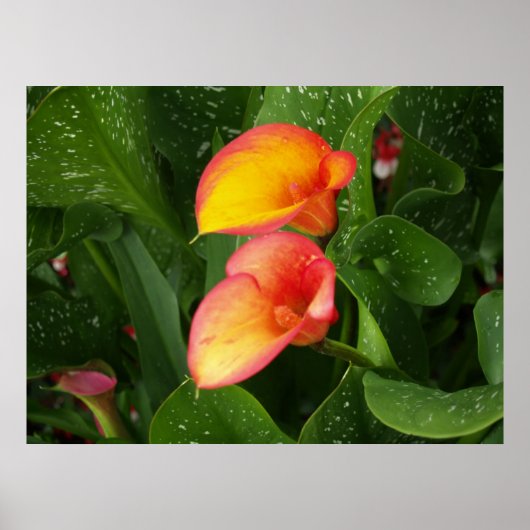 Flame Calla. Poster (Voorkant)