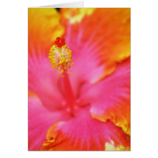Flame Hibiscus I
