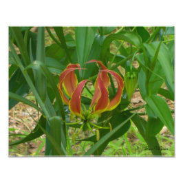 Flame Lily - Gloriosa Superba Foto Afdruk