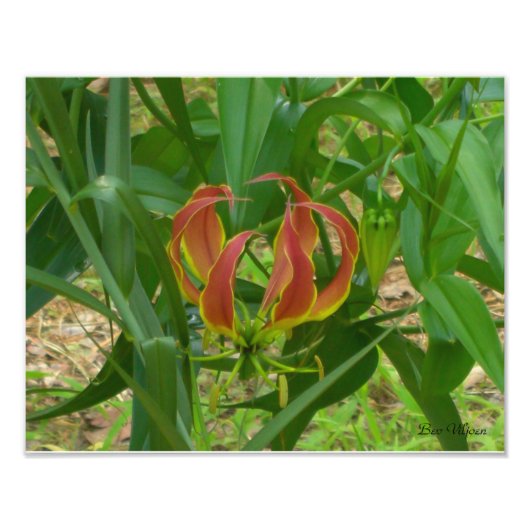 Flame Lily - Gloriosa Superba Foto Afdruk (Voorkant)