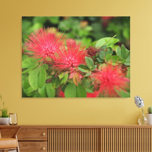 Flame Mimosa boom bloeit uitgerekt canvas Print (Insitu (Woonkamer))