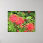 Flame Mimosa boom bloeit uitgerekt canvas Print (Voorkant)