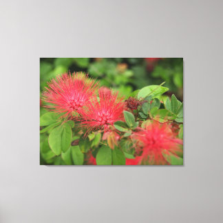 Flame Mimosa boom bloeit uitgerekt canvas Print