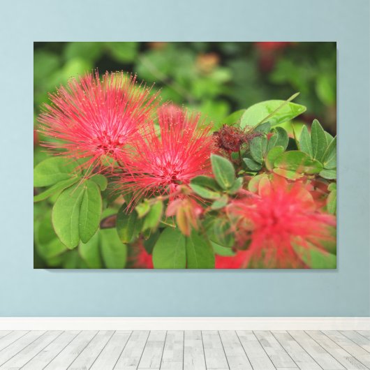 Flame Mimosa boom bloeit uitgerekt canvas Print (Insitu (Houten vloer))