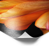 Flame of Grace – Gouden Tulp in Bloei Foto Afdruk (Hoek)