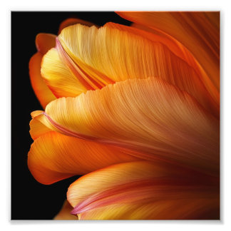 Flame of Grace – Gouden Tulp in Bloei Foto Afdruk