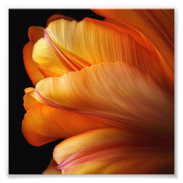 Flame of Grace – Gouden Tulp in Bloei Foto Afdruk