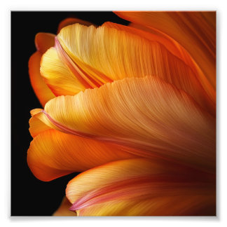 Flame of Grace – Gouden Tulp in Bloei Foto Afdruk