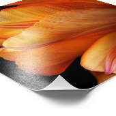 Flame of Grace – Gouden Tulp in Bloei Foto Afdruk (Hoek)