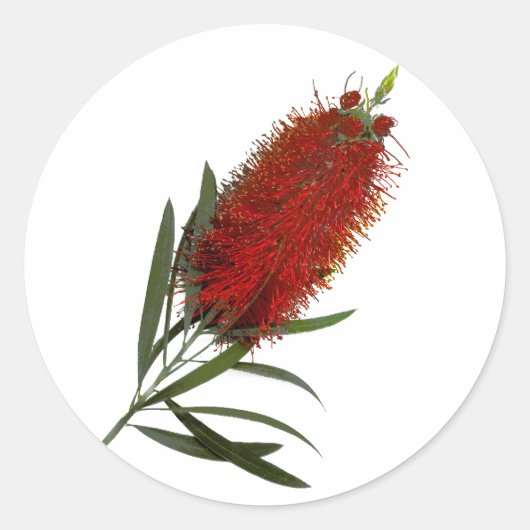 Flame Red Bottle Brush Ronde Sticker (Voorkant)