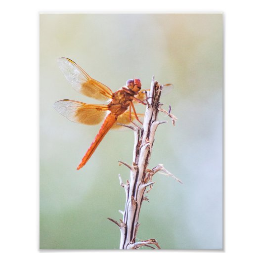 Flame Skimmer Dragonfly op Agave Foto Afdruk (Voorkant)